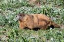 A marmot named Stonehenge. (Courtesy of Daniel Blumstein)
