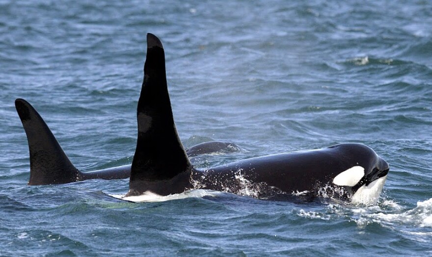 Orca whales swimming