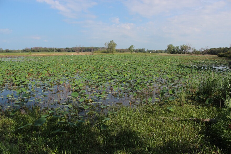Northwest Ohioans are restoring some farmland back to the swamp it once was.
