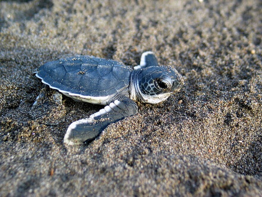 Baby Sea Turtle