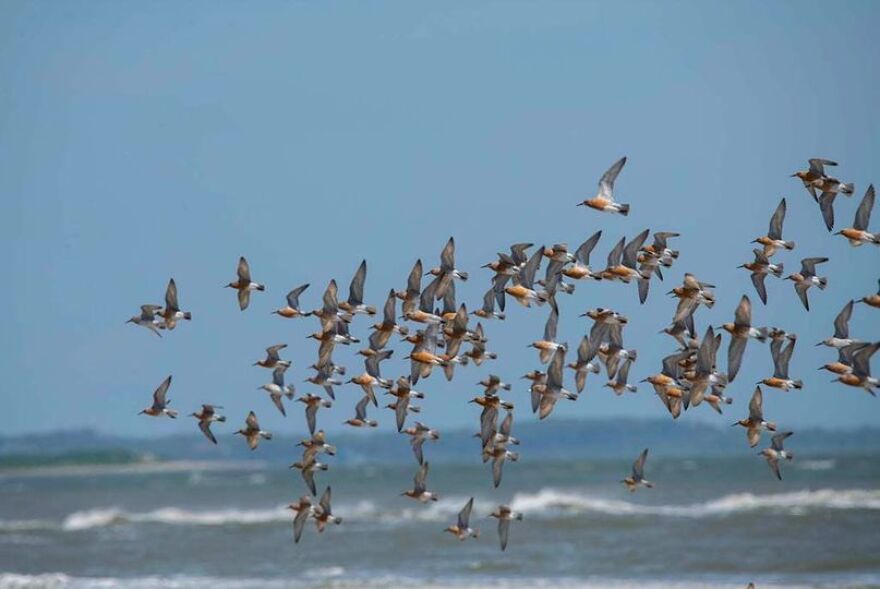 A flock of Red Knots (a type of sandpiper) in flight along the shore.