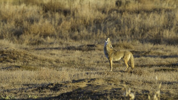 A howling coyote.