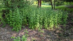 Garlic mustard is a common invasive species.