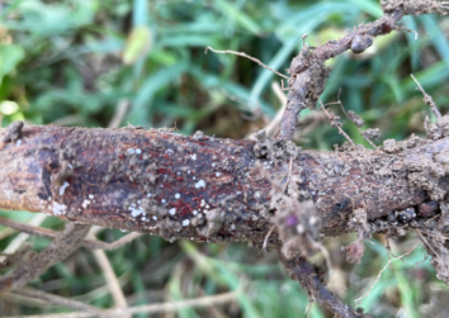 Red crown rot is caused by a soil-borne fungus that can persist in the fields for years.