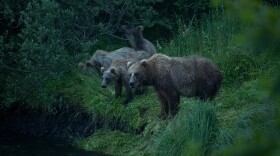A Kodiak bear and her three cubs look for fish on the bank of the Buskin River on July 31.