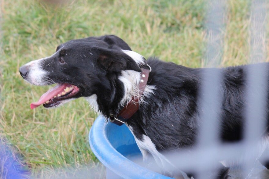 Pip cools down in the bucket after his semifinal run.