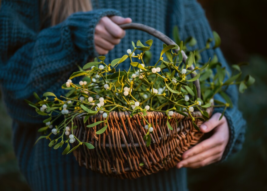 Young girl holding a wicker basket with mistletoe branches with