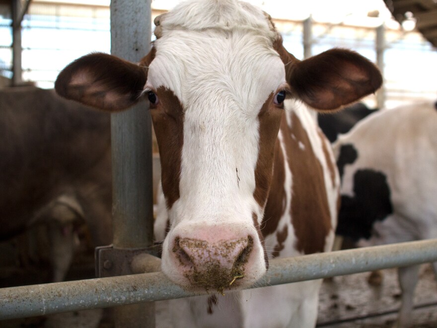 A cow at Carol and Bill Schuler's dairy farm in southwest Michigan.