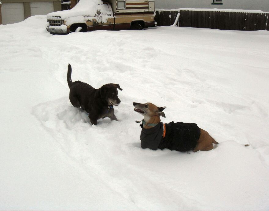 Dogs having fun - but danger may lurk under that truck!