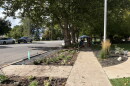 Plants in a row between a tree-lined street and sidewalk sit planted in soil. A blue roofed tent is farther down the sidewalk under trees. A light pole stands tall in soil on the right side of the sidewalk and a grey truck and white sedan are parked on the opposite side of the street.