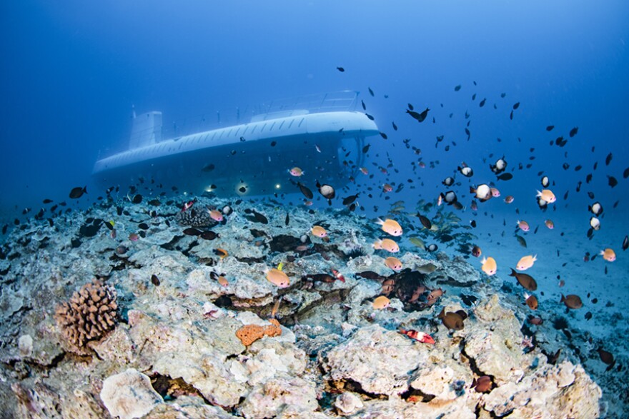 A school of fish swims in front of a submarine on an undersea tour off the Lahaina coastline.