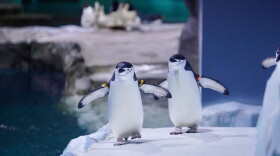 Dos pingüinos se paran en un bloque de hielo. Ellos viven en el Centro de Conservación de Pingüinos Polk del Zoologico de Detroit.