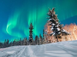 Green lights shine in the sky behind some glowing evergreen trees.