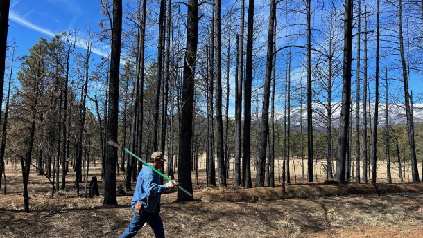 A member of a flood-damaged acequia walks past burned trees April 8 during the annual cleaning in the burn scar of the Hermits Peak-Calf Canyon fire.