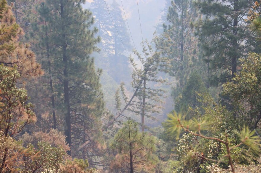 This fir tree lies on a power line in the area near the start of the Dixie fire, currently the largest fire in the state. PG&E says the costs of maintaining trees near power lines are part of the reason the utility is moving to bury 10,000 miles of new power lines at a cost of at least $15 billion dollars.