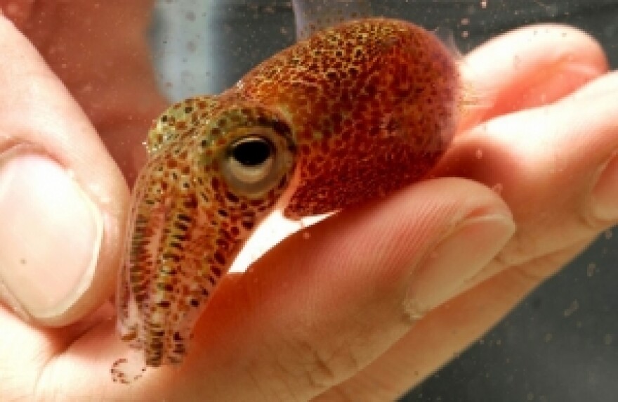 Hawaiian bobtail squid