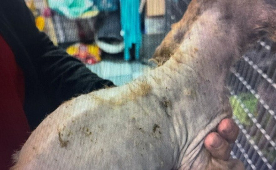 The puppies have a skin condition called mange.