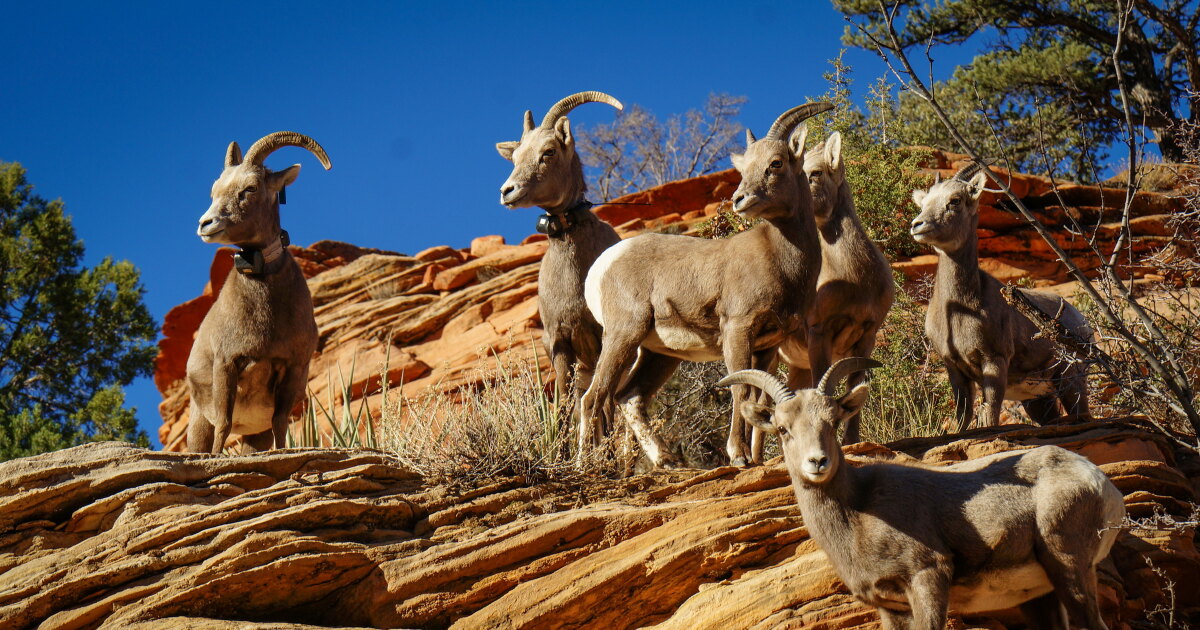 Utah’s wildlife need to move around to escape summer heat — if we let them