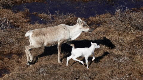 An albino caribou calf photographed with its mother on Alaska's North Slope in late June, 2026.