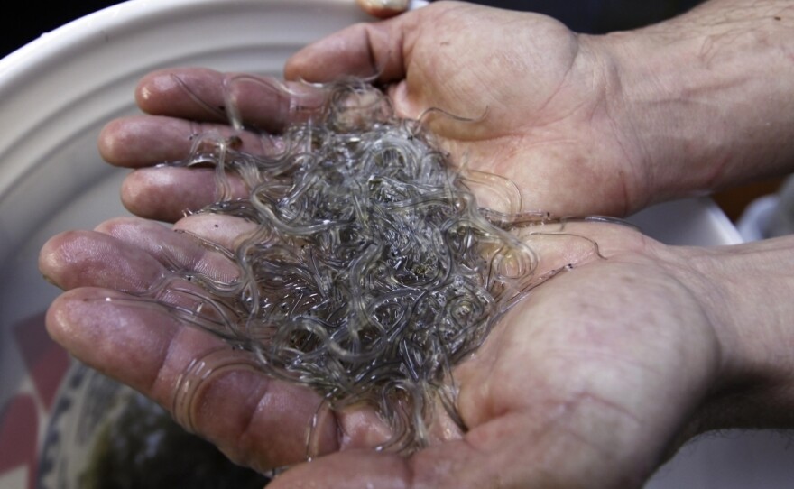 Fishermen in Maine and South Carolina are reaping profits upward of $2,000 per pound for elvers.
