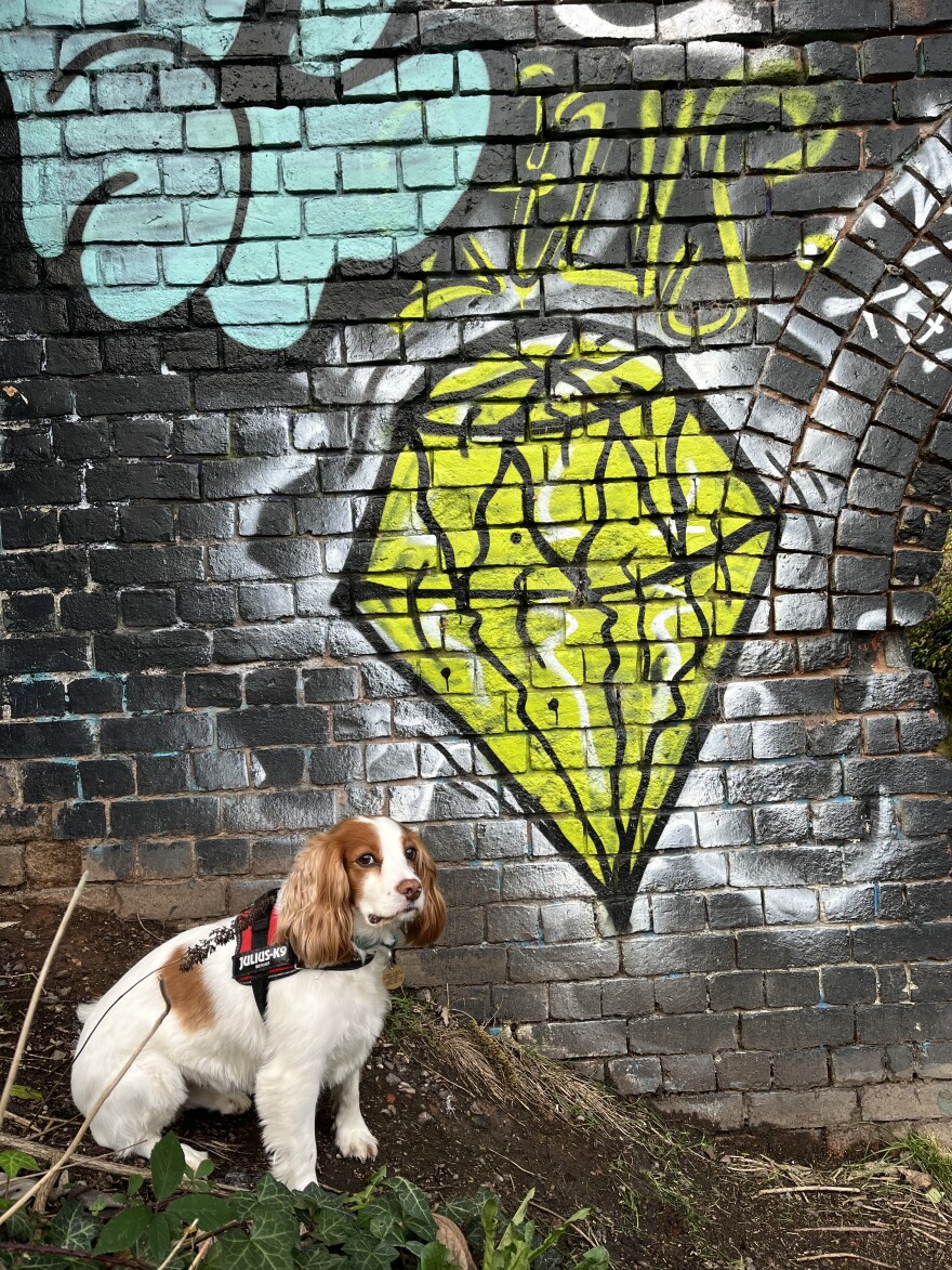 Dog sitting against graffiti brick wall looking at the camera