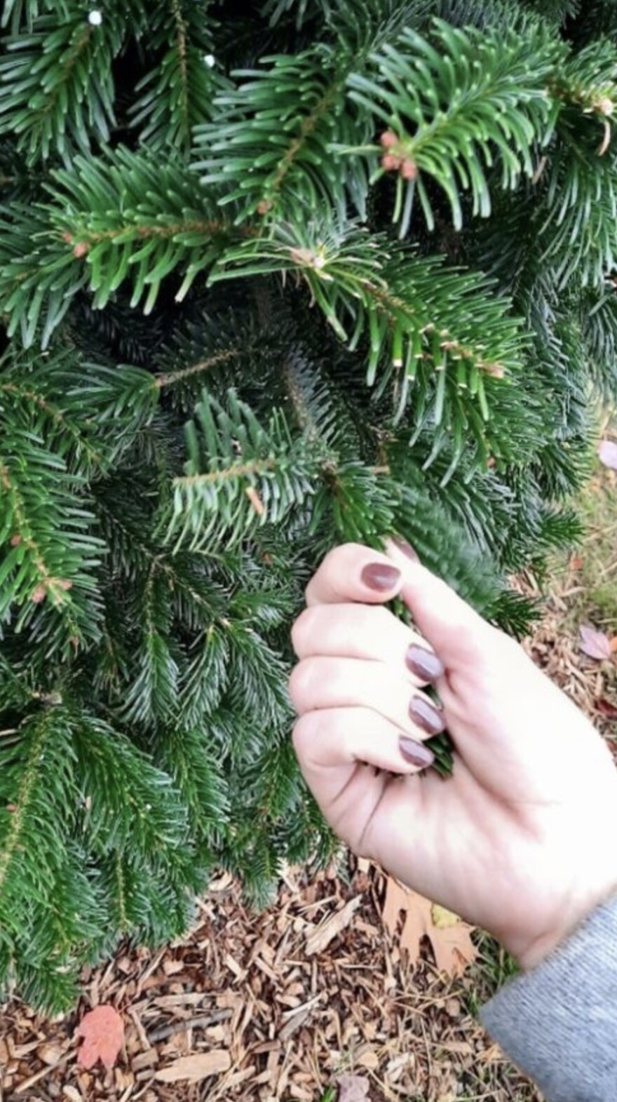The pull test is a quick and easy way to assess the freshness of a real Christmas tree.