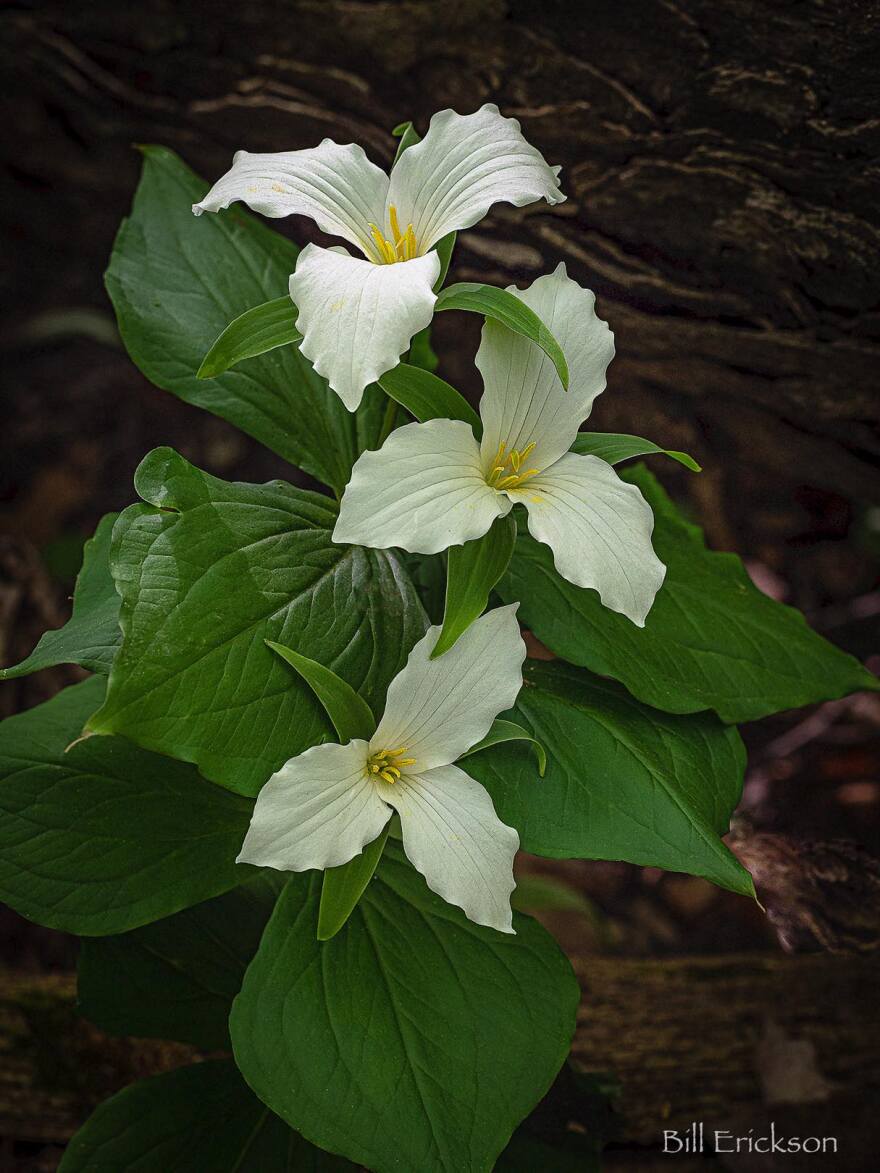 A trillium sits in the woods