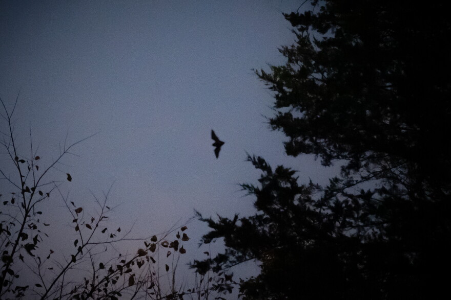 A bat flies across the evening sky on Oct. 10 at Sodalis Nature Preserve in Hannibal. An abandoned limestone mine at the preserve is home to the largest known overwintering population of endangered Indiana bats in the United States.