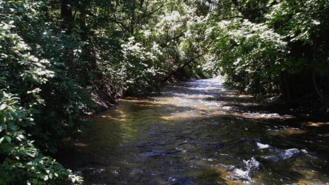 A flowing river is covered by trees