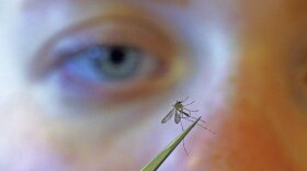 closeup of a one eye of a scientist looking closely at a mosquito held in tweezers 