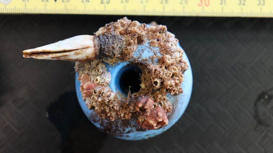 Linsey Haram/SERC Marine Invasions Lab