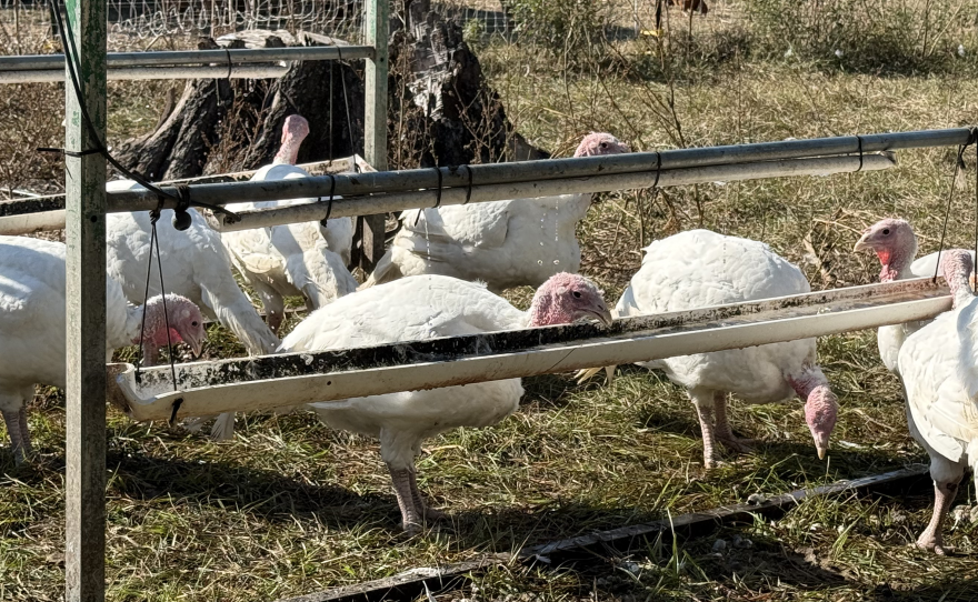 Dave and Ginger Shields discovered that the turkeys prefer running and dripping water.