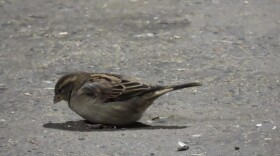 A little brown bird stands poised to peck at the dirt.