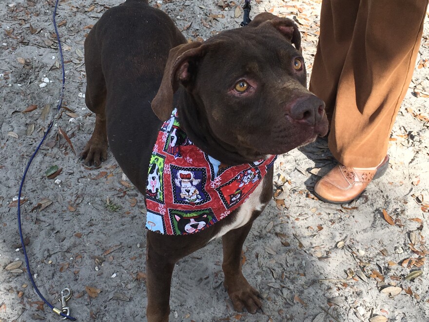 Jethro, a 7-year-old chocolate mutt