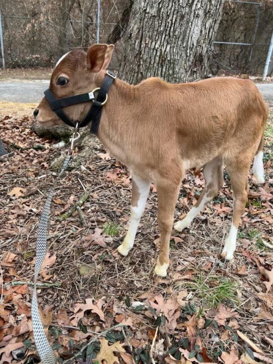 Zebu calf at Dickerson Park Zoo in Springfield, Missouri