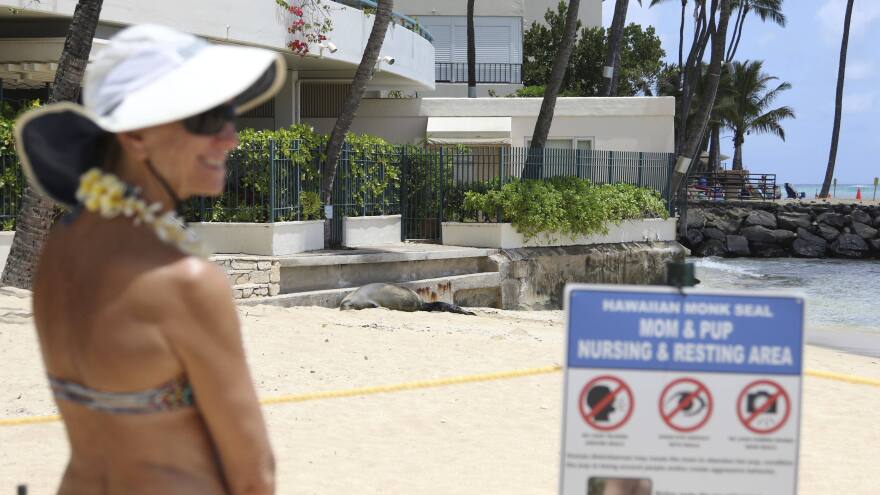 A beachgoer checks out a a Hawaiian monk seal and her newborn pup on a Waikiki beach in Honolulu. The endangered species usually does not pick a busy tourist site to give birth.