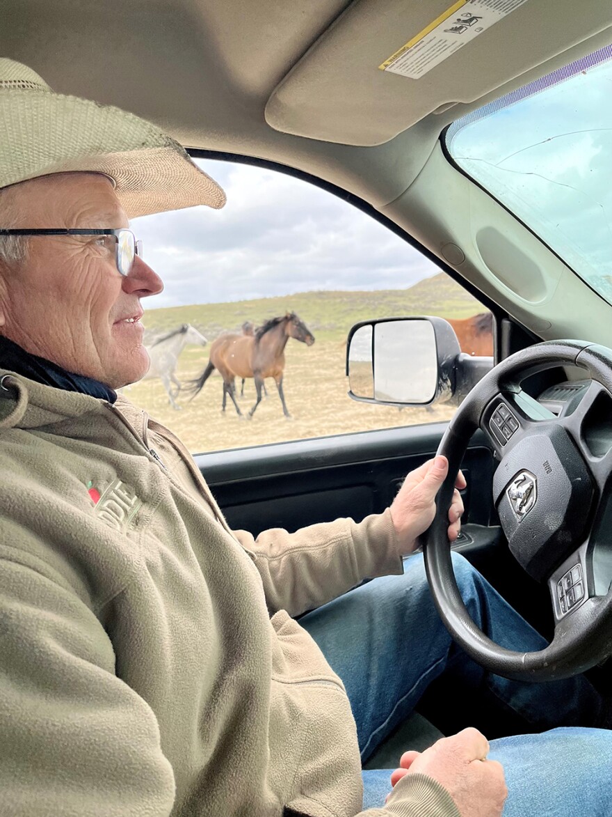 Forsyth Rancher Lynn Ashley checks his pregnant mares ahead of foaling season