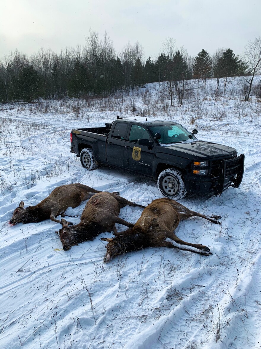 Last month, three more elk were poached in Michigan. That brought the total number of elk poached this year to eight.