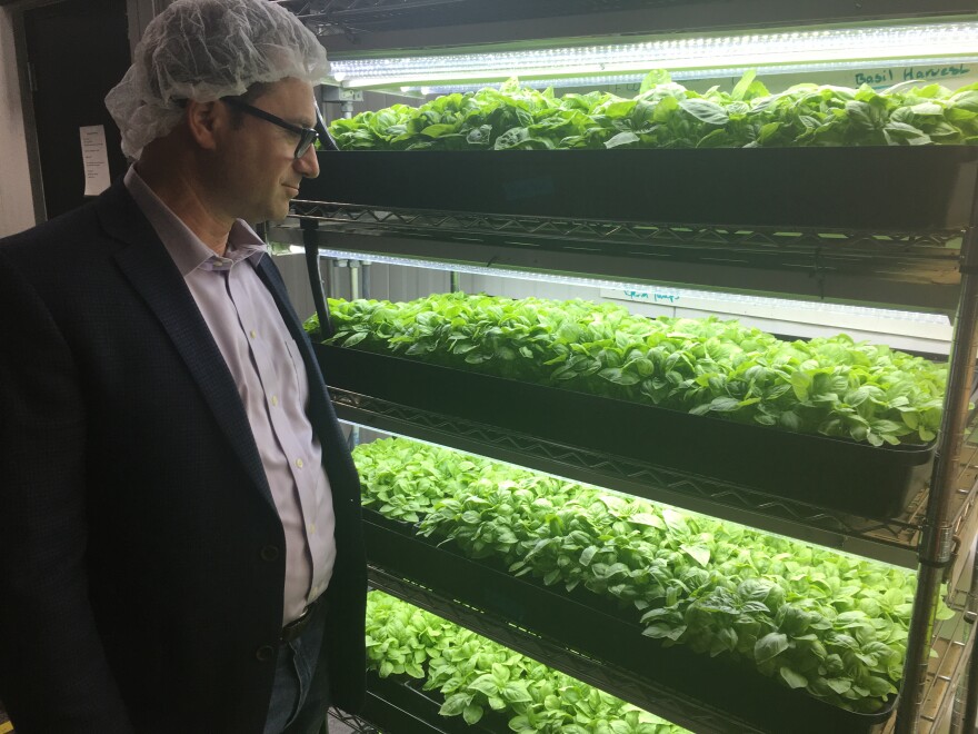 CEO Mike Zelkind checks out greens that have are in the propogation zone before they go into the grow rooms.