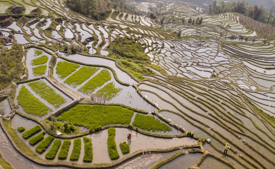 The rice terraces of Yuanyang County, China, are among the largest in the world.