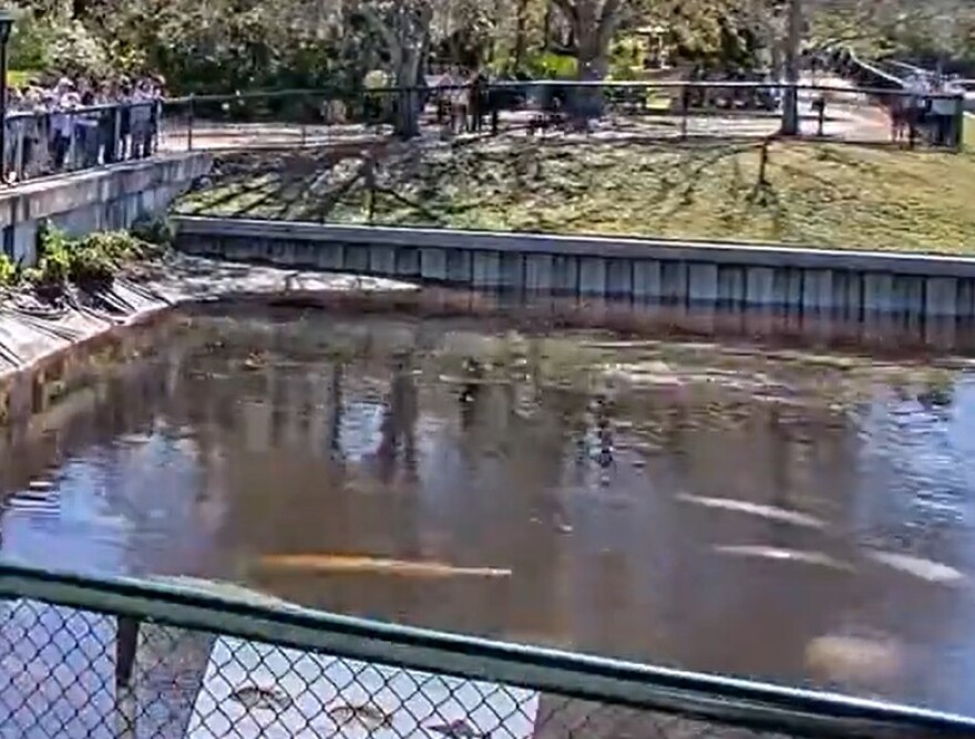 Manatees in the Manatee Park on State Road 80 in Lee County. Approximately 25 reports of dead manatees have been received by the Florida Fish & Wildlife Commission from the Orange River and Fort Myers areas in Lee County. The park has reopened after a delayed opening Thursday morning. Manatee Park is a non-captive warm water refuge for the Florida Manatee. The warm water in the Manatee Park canal comes from the Florida Power and Light Power Plant across the street and is created as a byproduct of cooling off their equipment. The canal empties into the Orange River on the south end of the park.