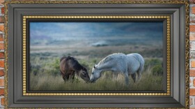A quick embrace from some wild horses in the McCullough peaks range at last light