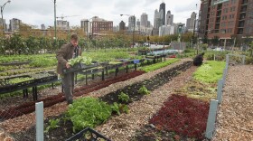 Nathan Whittaker harvests produce at City Farm in Chicago, in 2011.