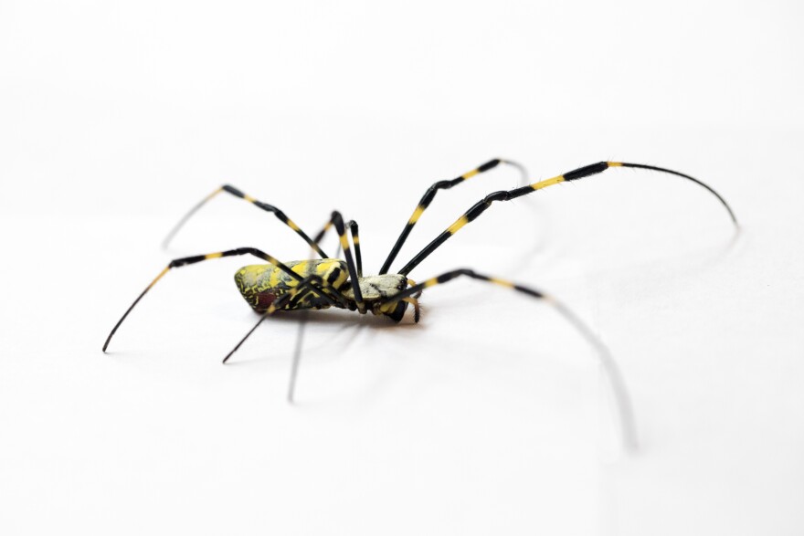 Detail of a Joro spider on a white backdrop. 