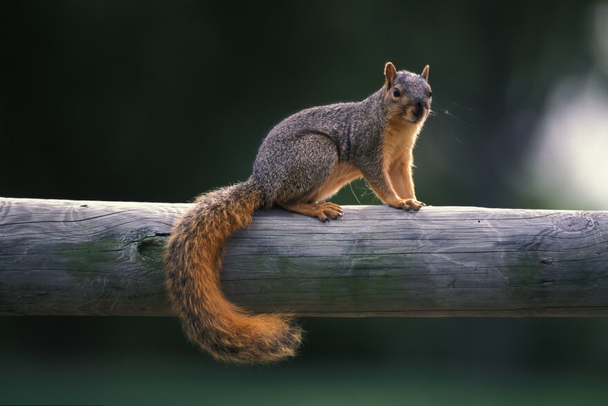 How to Keep Squirrels Out of Your Attic