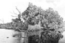 Two photographs of a river taken decades apart show fewer trees today