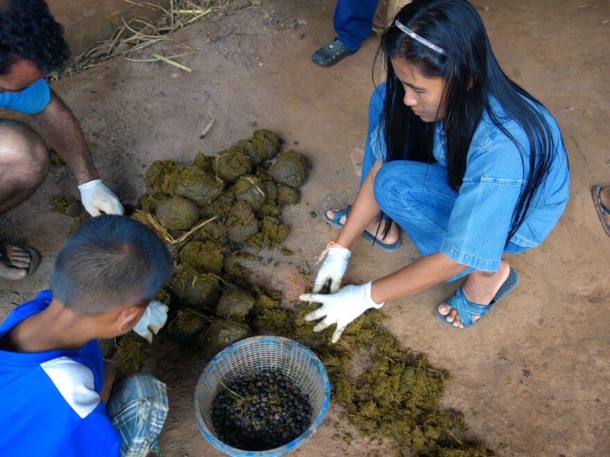 Black Ivory Coffee workers sort coffee beans out of elephant dung.