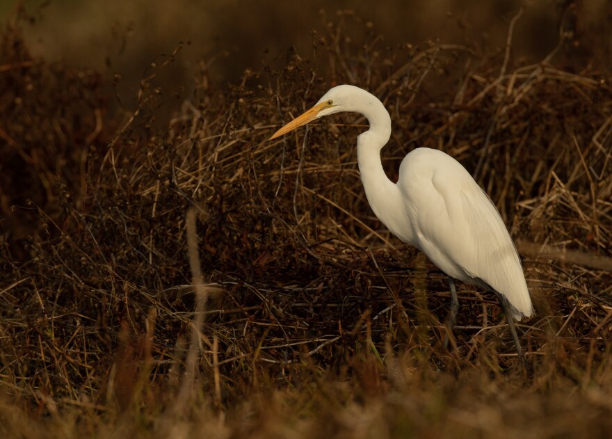 Great Egret