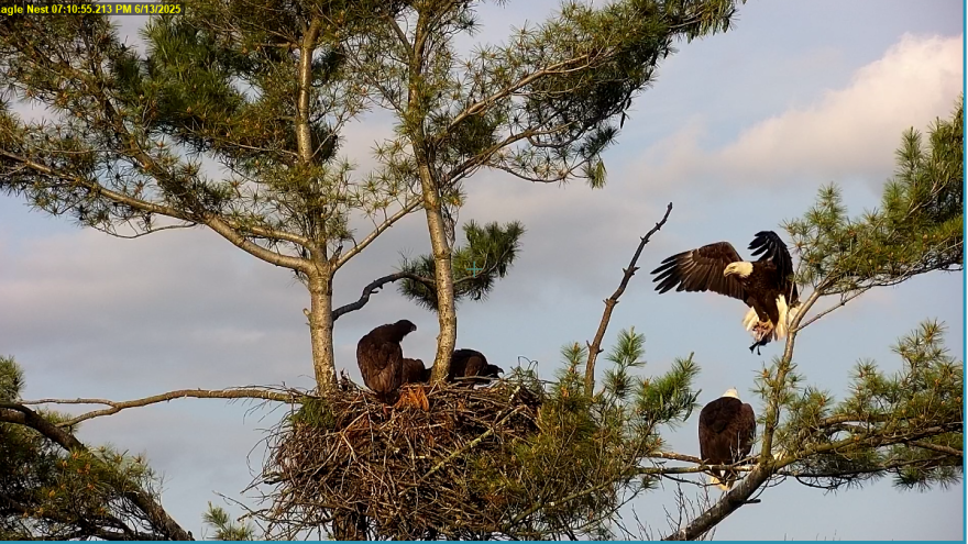 An adult bald eagle flies into a nest full of eaglets carrying a fish in its talons. The nest is at the top of a white pine tree and the sky is purple because it's dawn.