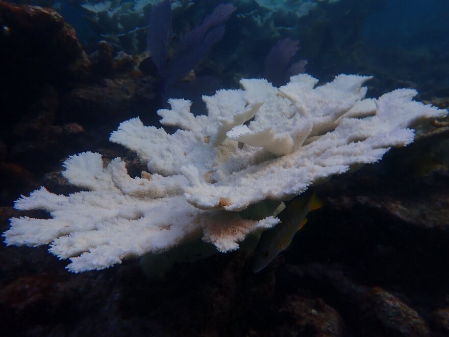 corals are actively dying due to the record shattering water temperatures in Florida